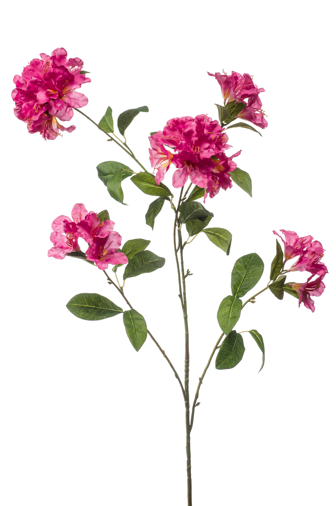 Rhododendron
