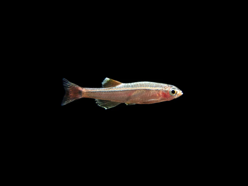 White Cloud Mountain Minnow (Tanichthys albonubes), Tank-Bred