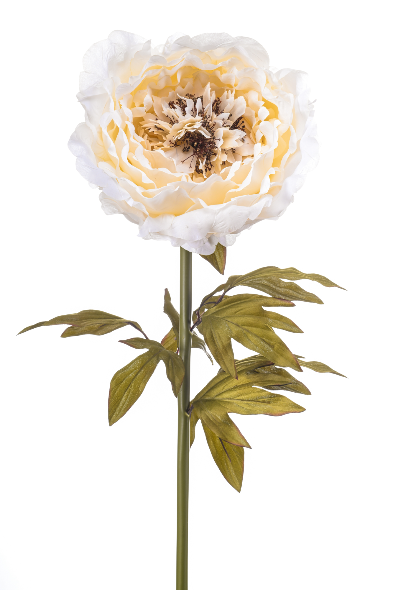 Peony giant creme