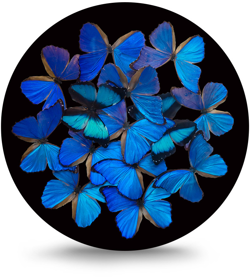 Rond schilderij aluminium Blauwe vlinders 140 cm