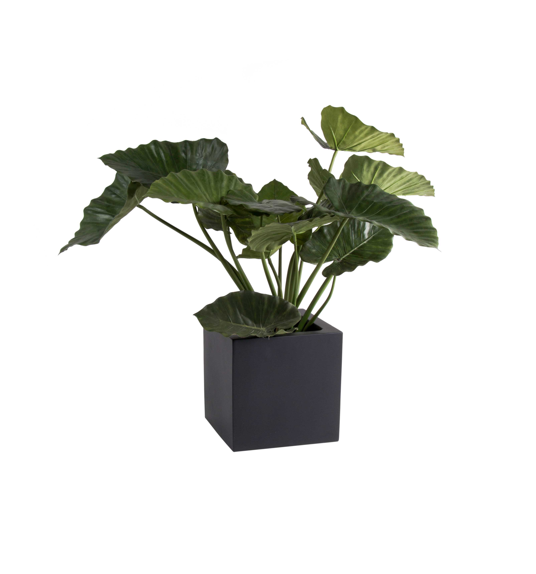 Plantenpot El Salvador black L50 x B50 x H50cm