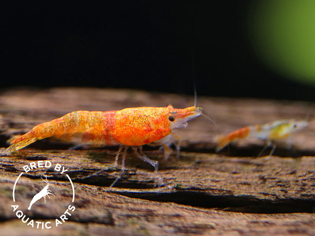 Calico Sunkist Shrimp (Neocaridina davidi) – Bred by Aquatic Arts