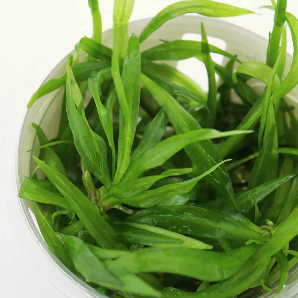 Helanthium Bolivianum 'Quadricostatus' Tissue Culture