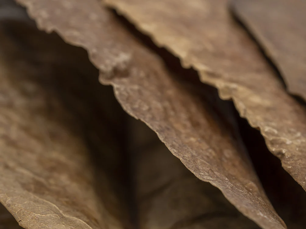 Catappa AKA Indian Almond Leaves