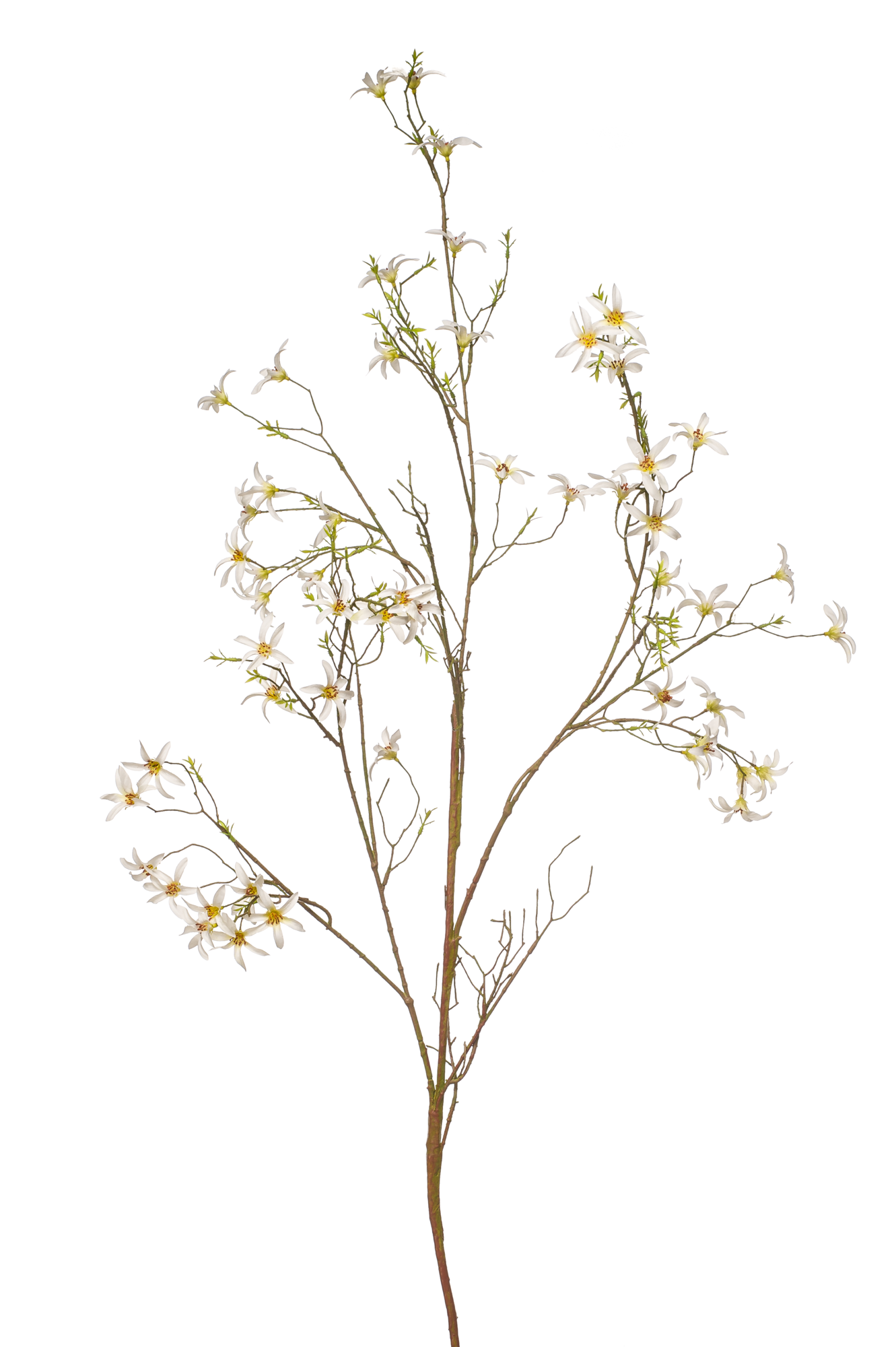 Forsythia branch white