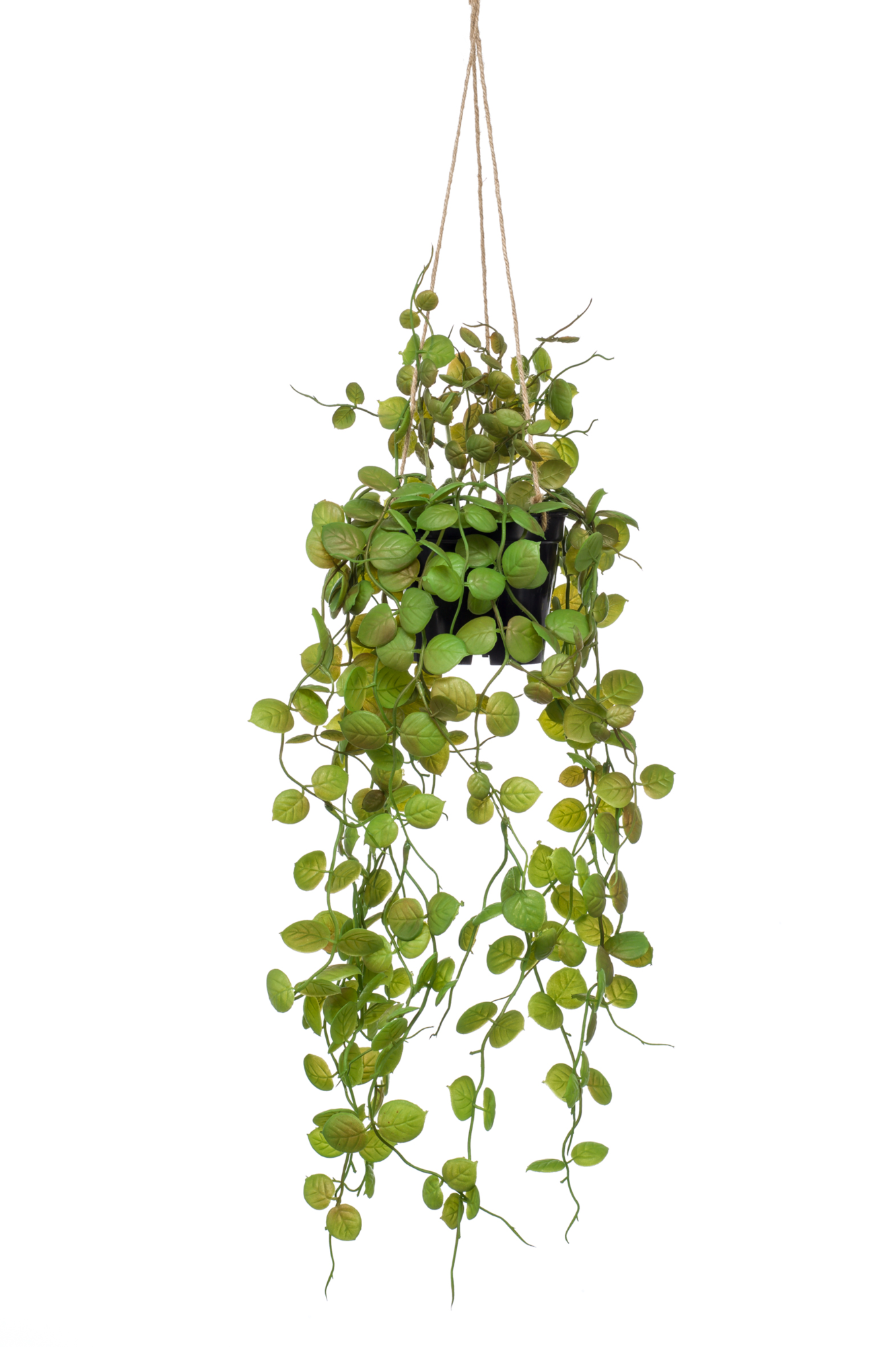 Cerepegia hanging