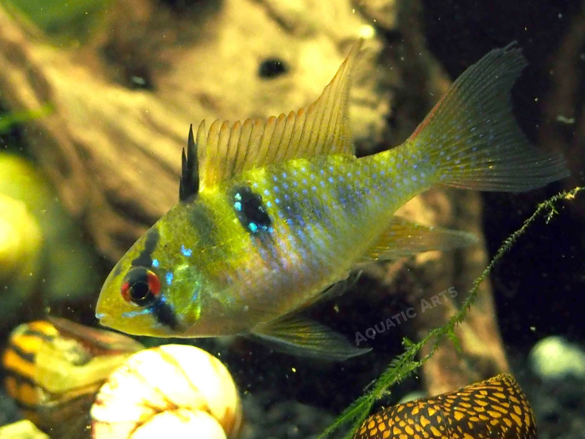 German Blue Ram Dwarf Cichlid (Mikrogeophagus ramirezi) - Tank-Bred!