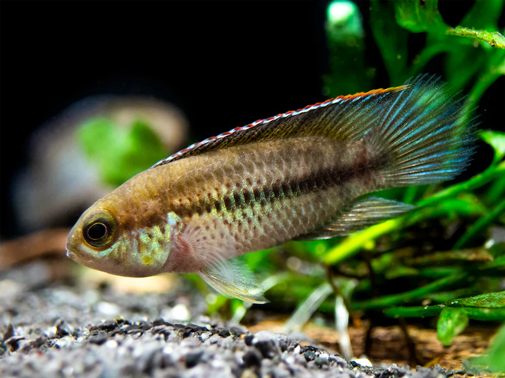 Golden Dwarf Cichlid (Nannacara anomala), - Tank Bred