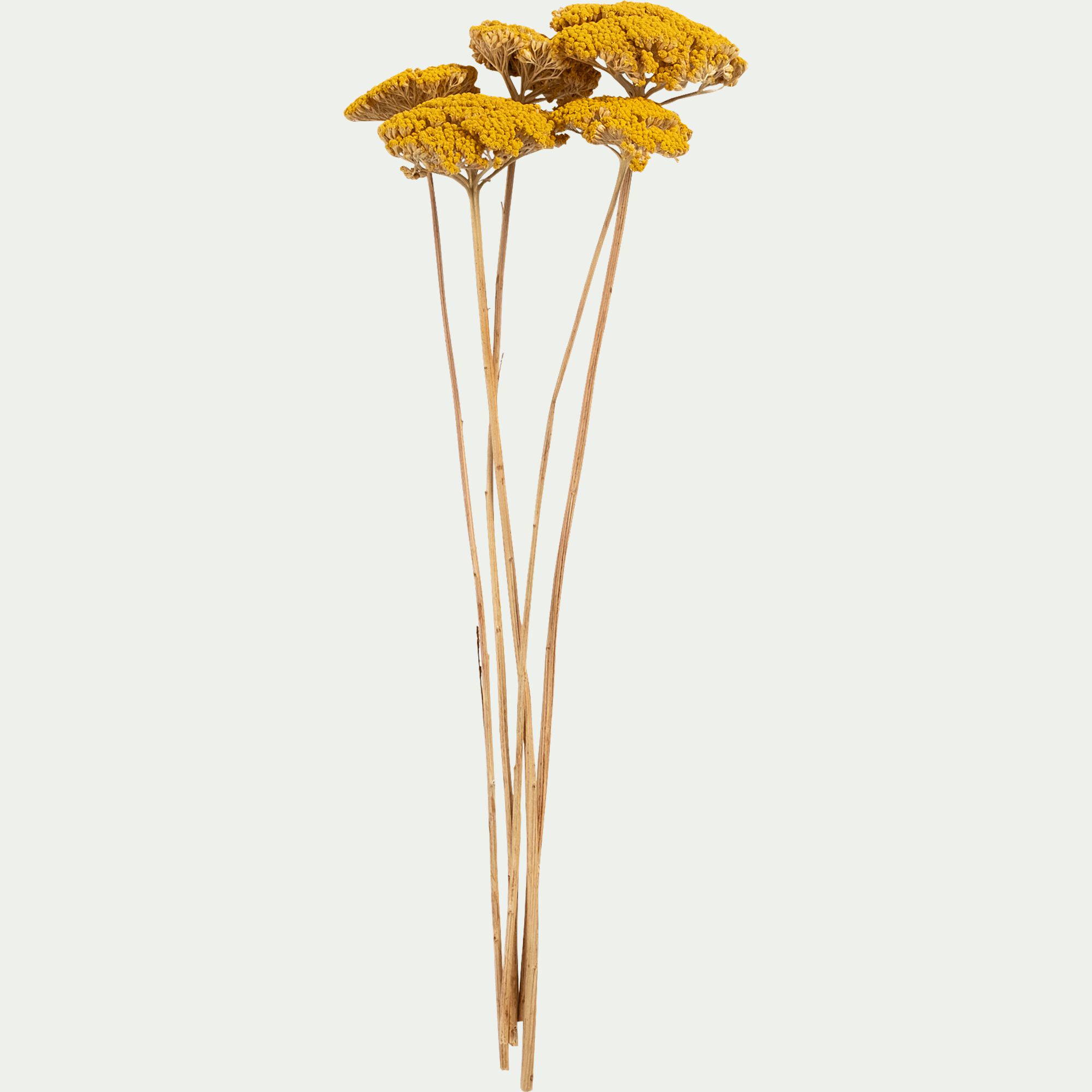 FLORALIE - Botte d'achilée séchée H55cm - jaune