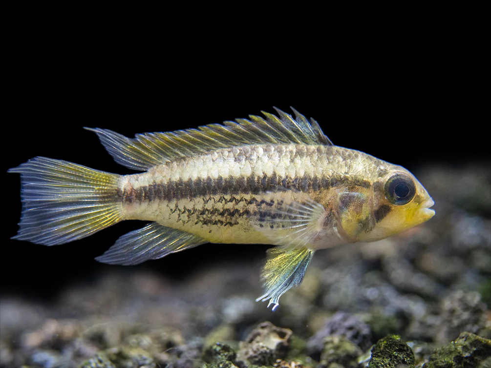 Yellow Flash Cockatoo Dwarf Cichlid (Apistogramma cacatuoides), Tank-Bred
