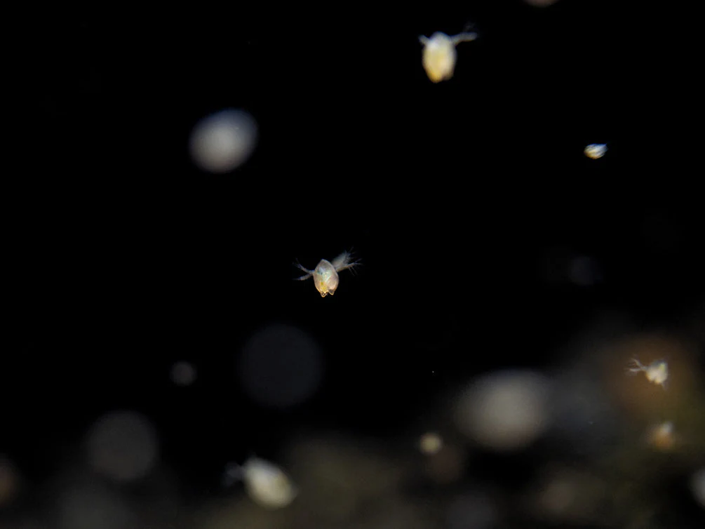 Live Daphnia and Scud Cultures Combo Pack - Aquatic Arts