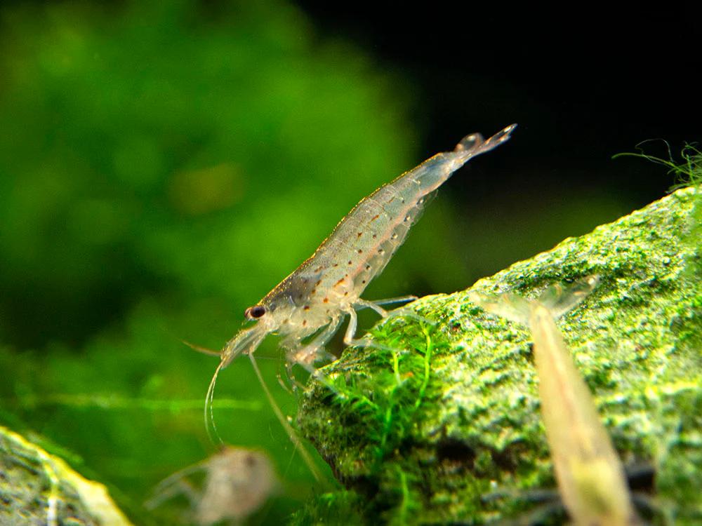 Amano AKA Yamato Shrimp (Caridina multidentata)