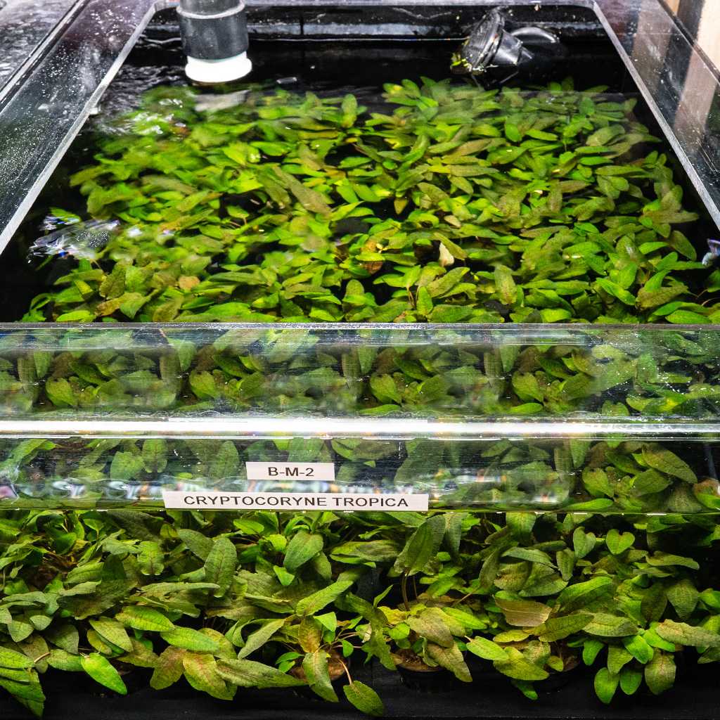 Cryptocoryne Tropica