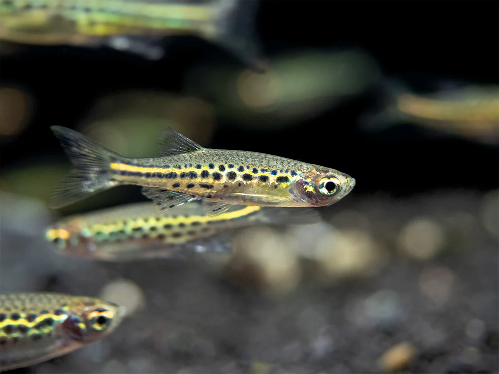 Gold Ring Danio (Brachydanio tinwini)