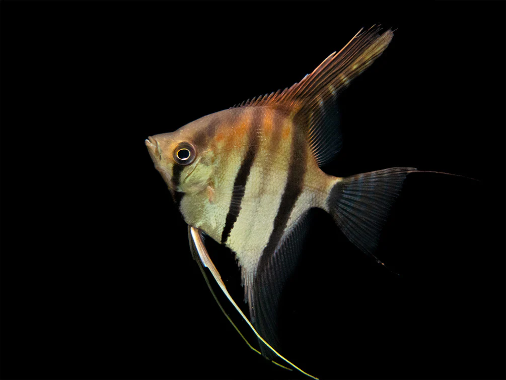 Red Shoulder Manacapuru Angelfish (Pterophyllum scalare) - TANK-BRED!!!