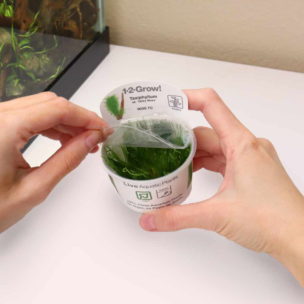 Taxiphyllum 'Spiky Moss' Tissue Culture