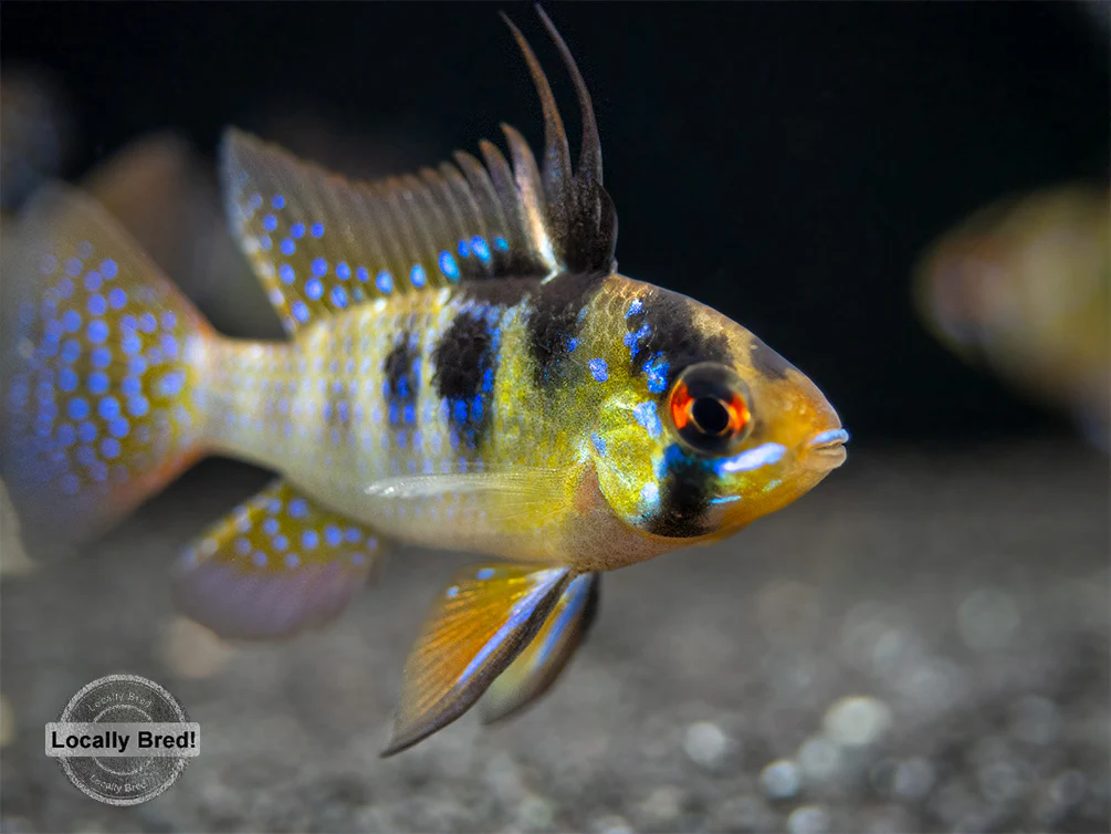 German Blue Ram Dwarf Cichlid (Mikrogeophagus ramirezi) - LOCALLY BRED!!!
