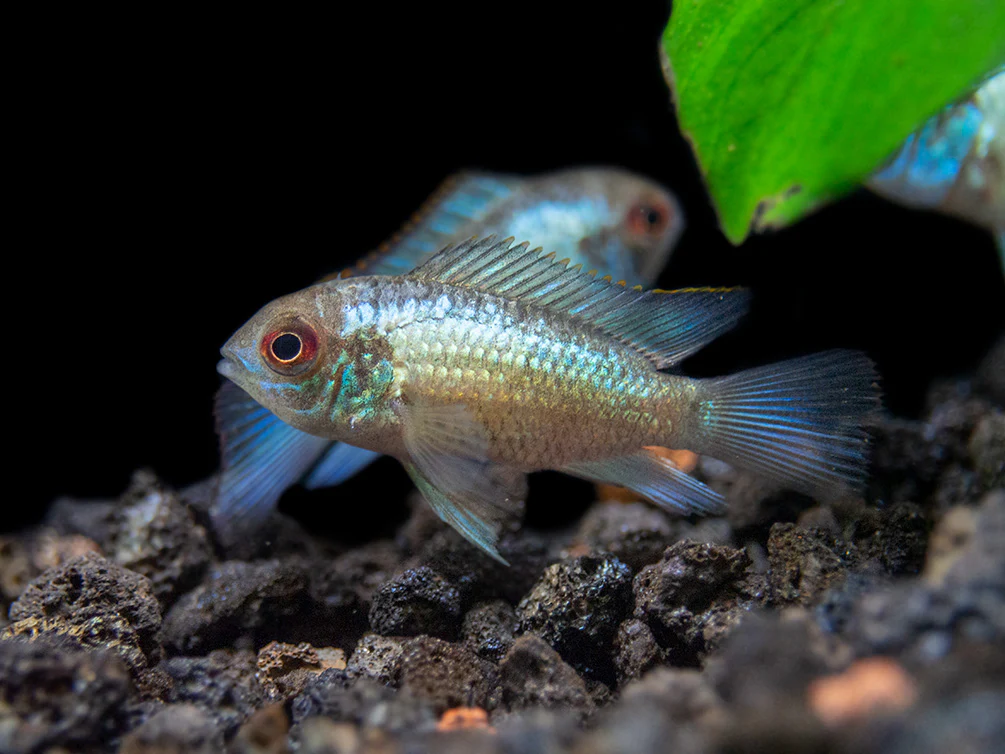 Electric Blue Acara Cichlid (Andinoacara pulcher hybrid), USA-Bred