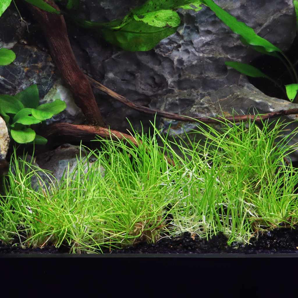 Eleocharis Pusilla 'Mini' Tissue Culture