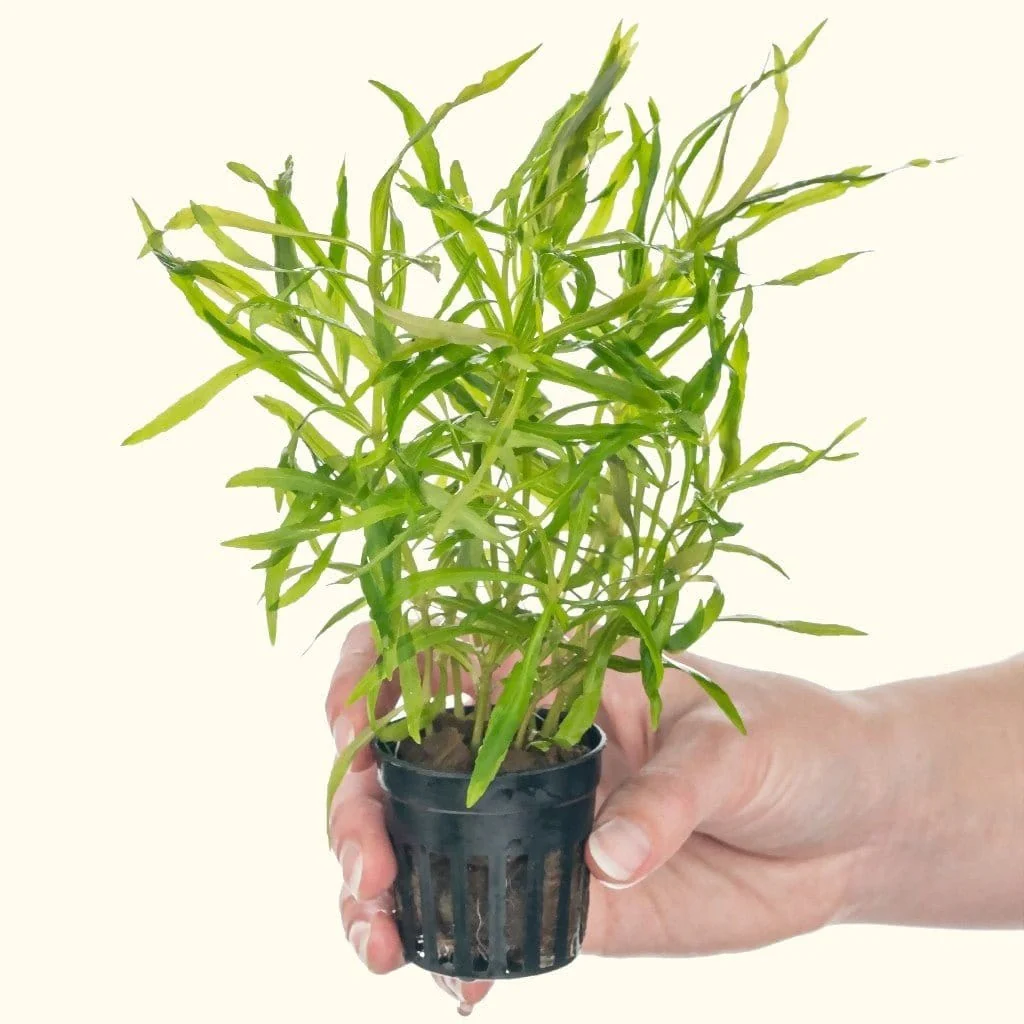 Pogostemon Stellatus 'Octopus'