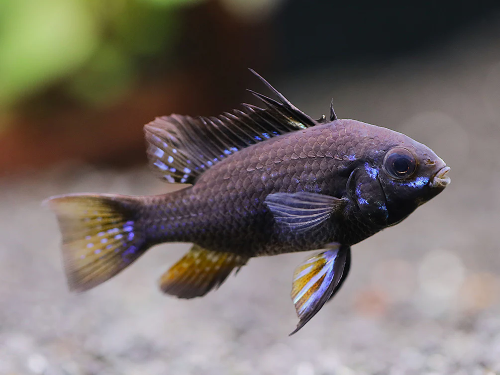 Jet Black Ram Cichlid (Mikrogeophagus ramirezi var. “Jet Black”) - Tank Bred