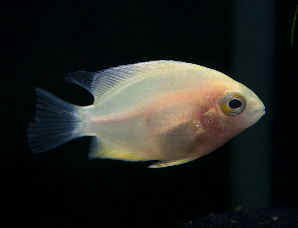 Gold Severum AKA Gold Banded Cichlid (Heros cf. efasciatus FKA H. severus), Tank-Bred