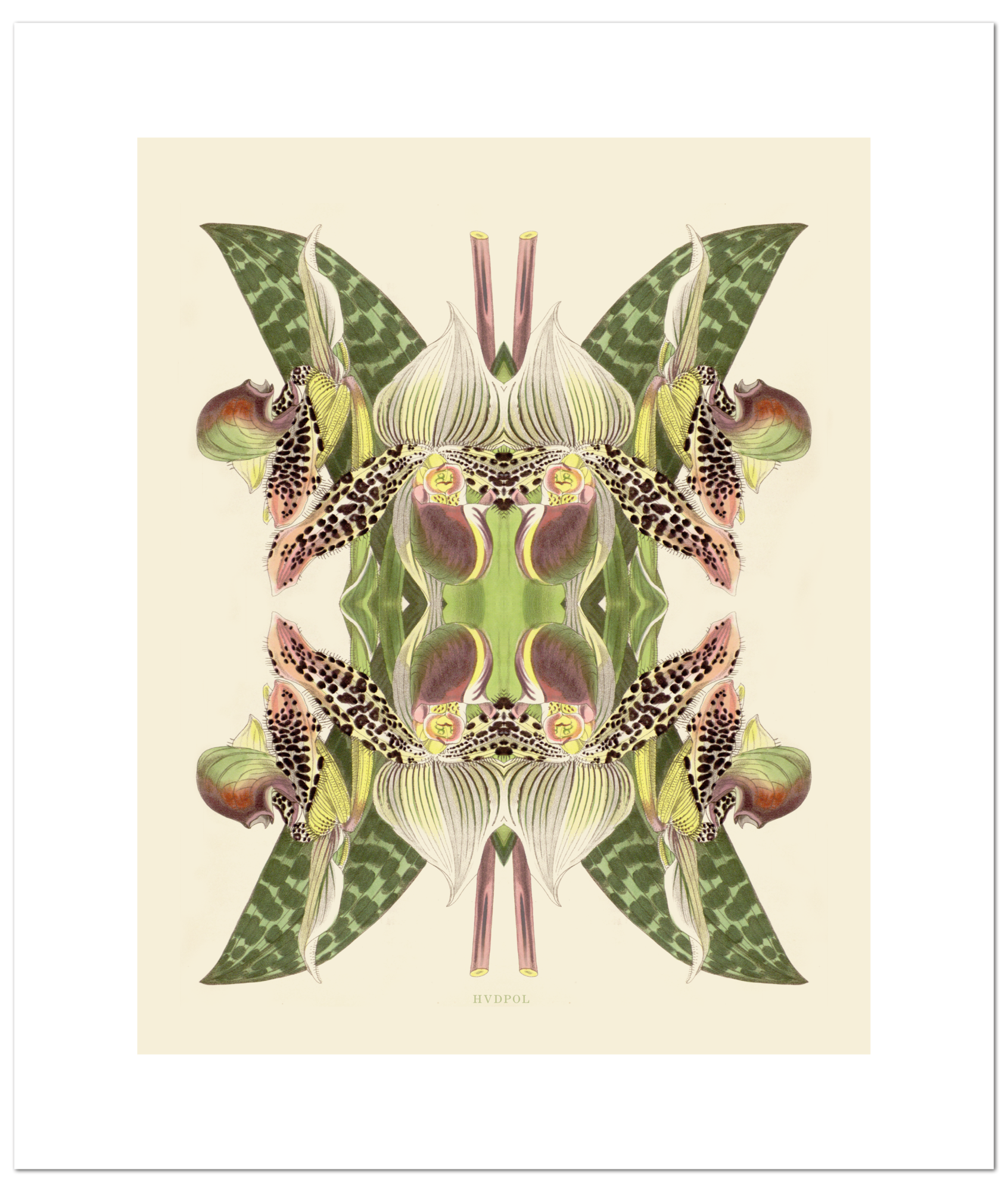 Poster Tiger Lily Magic 40 x 50 cm