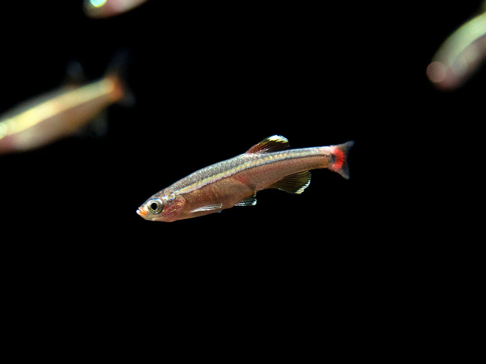 White Cloud Mountain Minnow (Tanichthys albonubes), Tank-Bred
