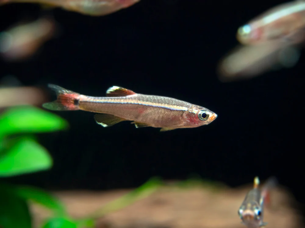 White Cloud Mountain Minnow (Tanichthys albonubes), Tank-Bred
