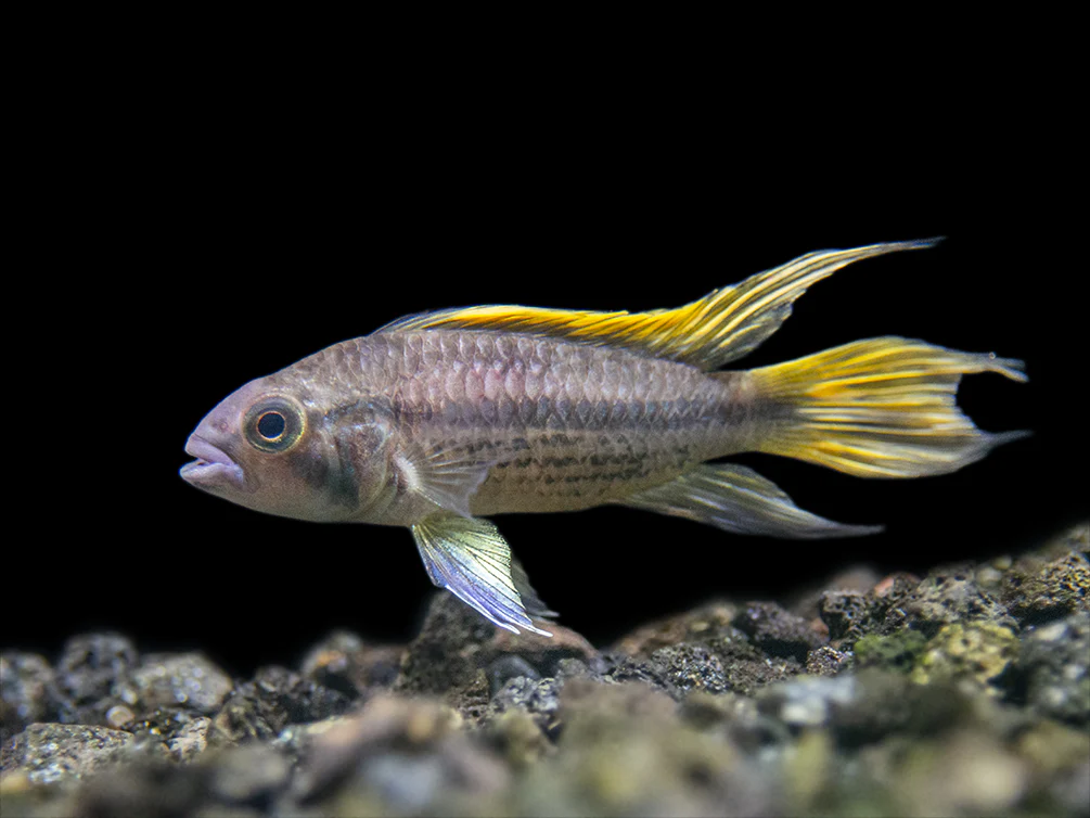 Yellow Flash Cockatoo Dwarf Cichlid (Apistogramma cacatuoides), Tank-Bred