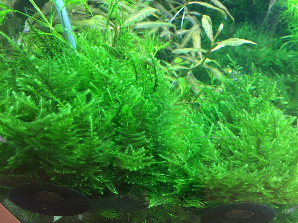 Taxiphyllum alternans 'Taiwan Moss' Tissue Culture