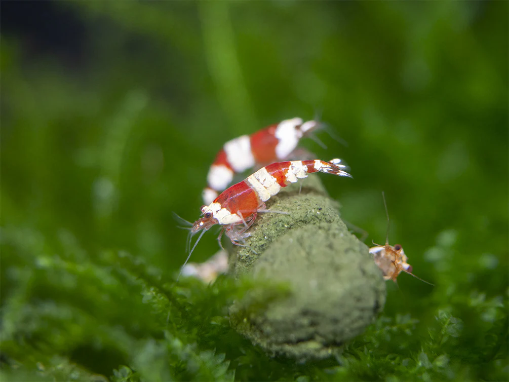 Crystal Red Shrimp (Caridina cantonensis, A-S Grade), Tank-Bred