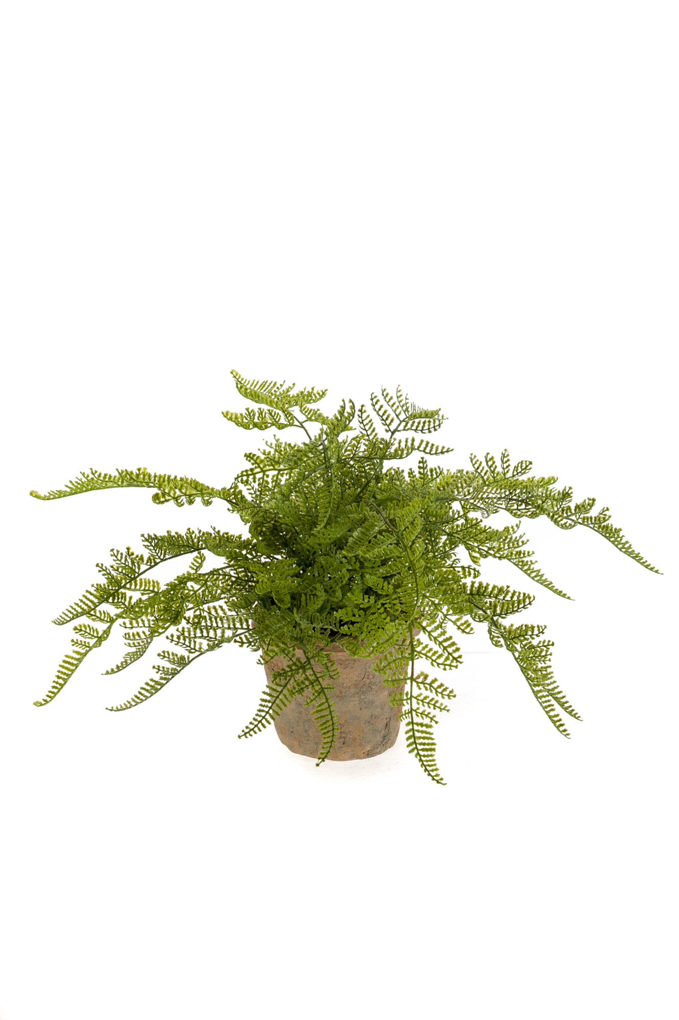 Fern Forest 11 cm