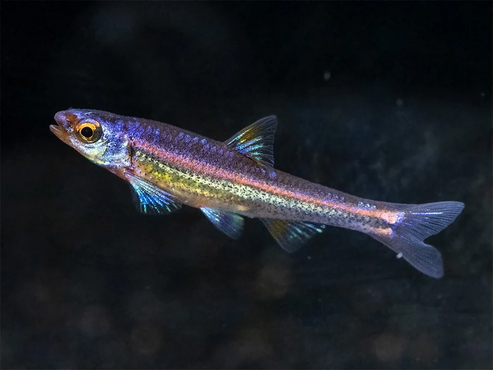 Rainbow Shiner (Notropsis chrosomus), Tank-Bred