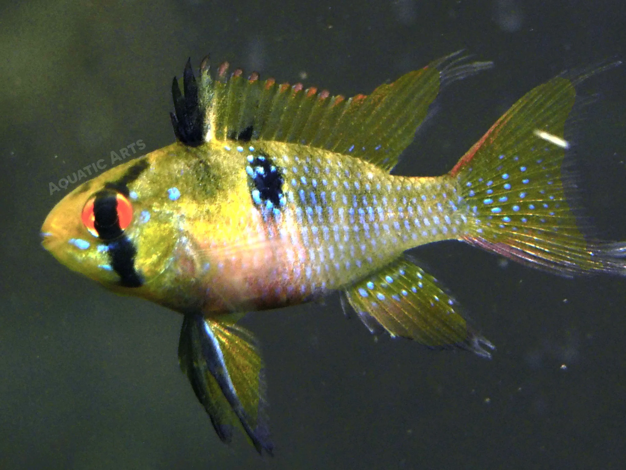 German Blue Ram Dwarf Cichlid (Mikrogeophagus ramirezi) - Tank-Bred!