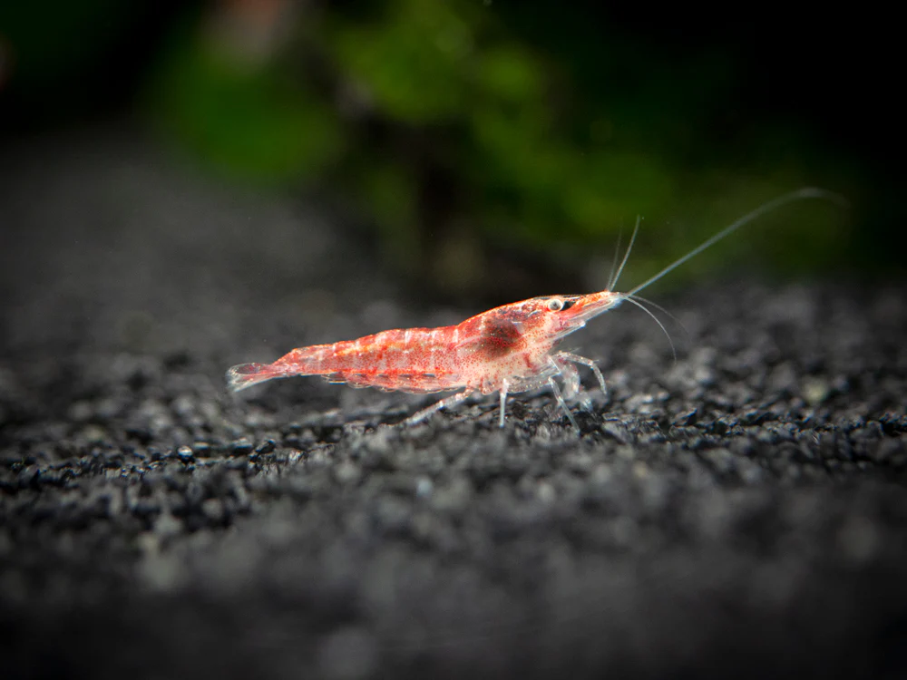 Sakura Red Cherry Shrimp (Neocaridina davidi), Tank-Bred