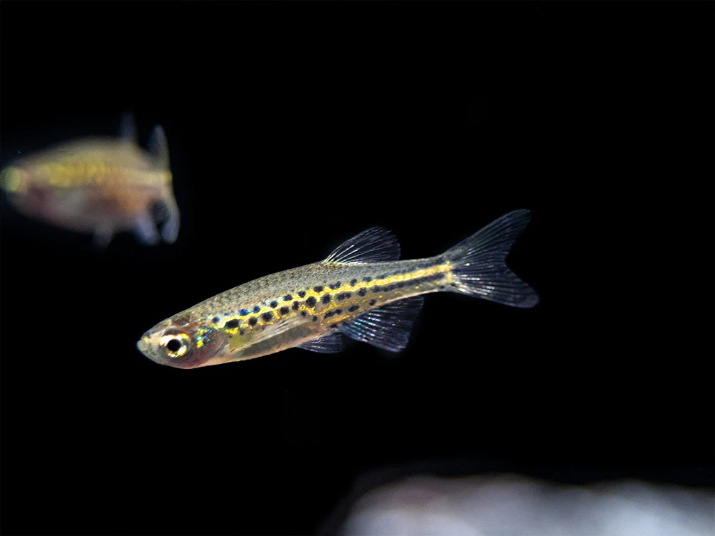 Gold Ring Danio (Brachydanio tinwini)