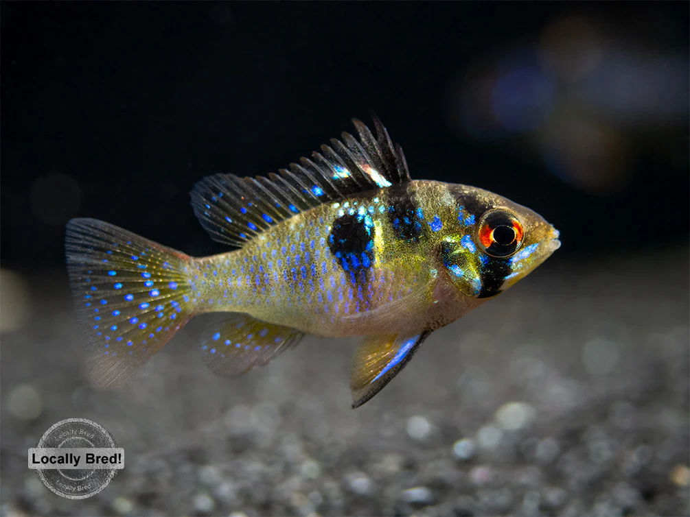 German Blue Ram Dwarf Cichlid (Mikrogeophagus ramirezi) - LOCALLY BRED!!!