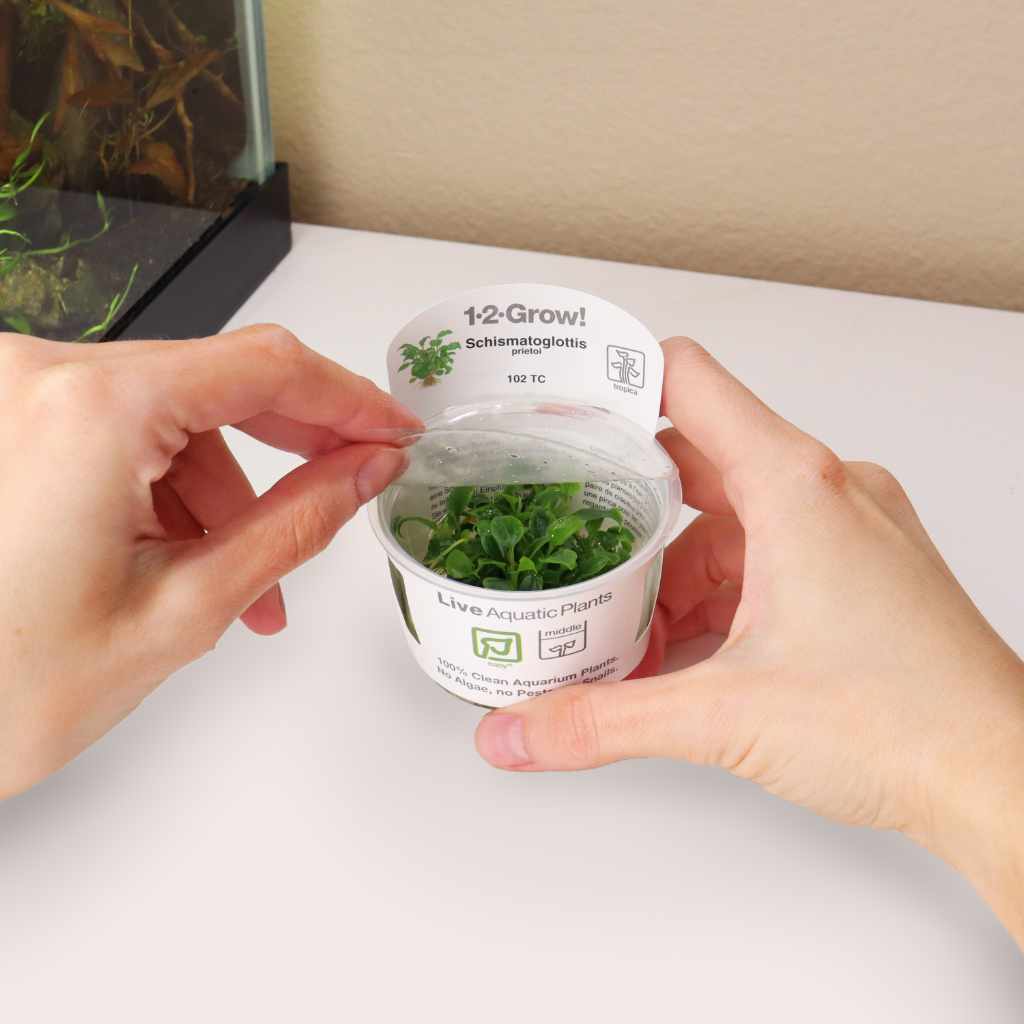 Schismatoglottis Prietoi Tissue Culture
