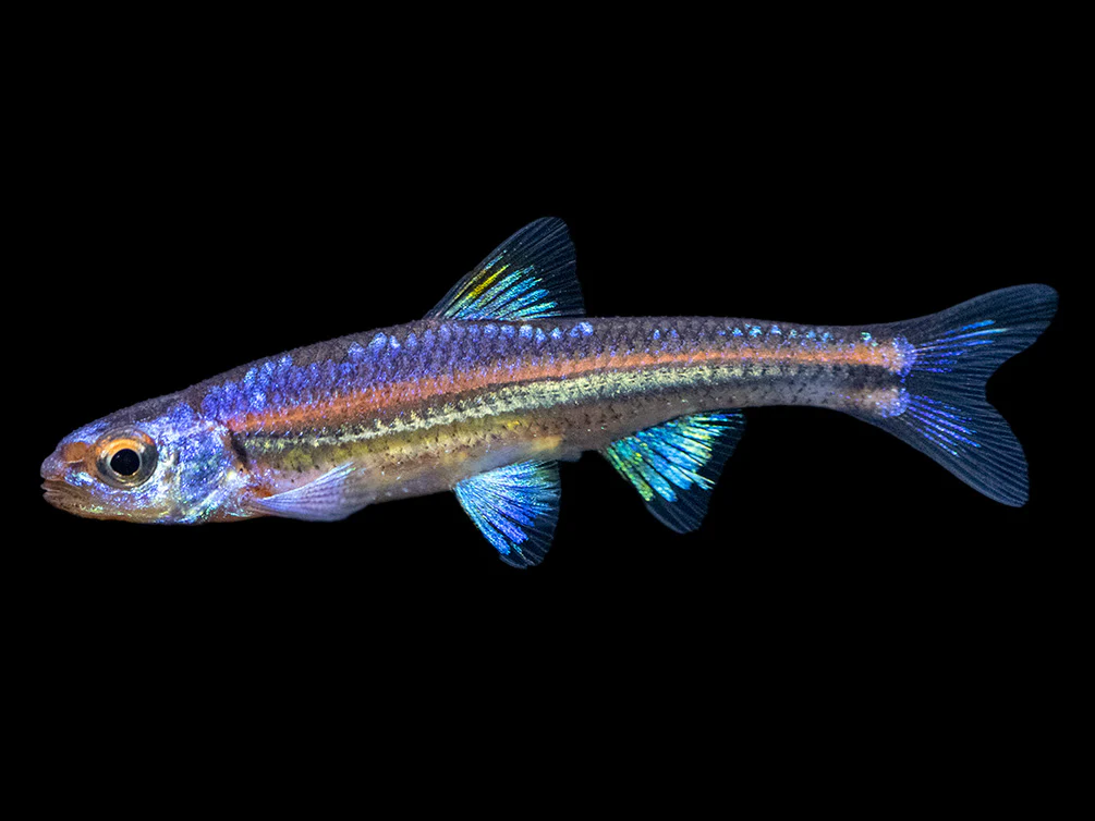 Rainbow Shiner (Notropsis chrosomus), Tank-Bred