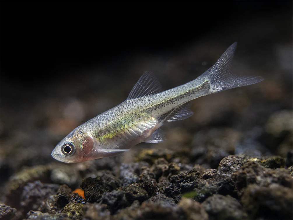Red Shiner (Cyprinella lutrensis), Tank-Bred!