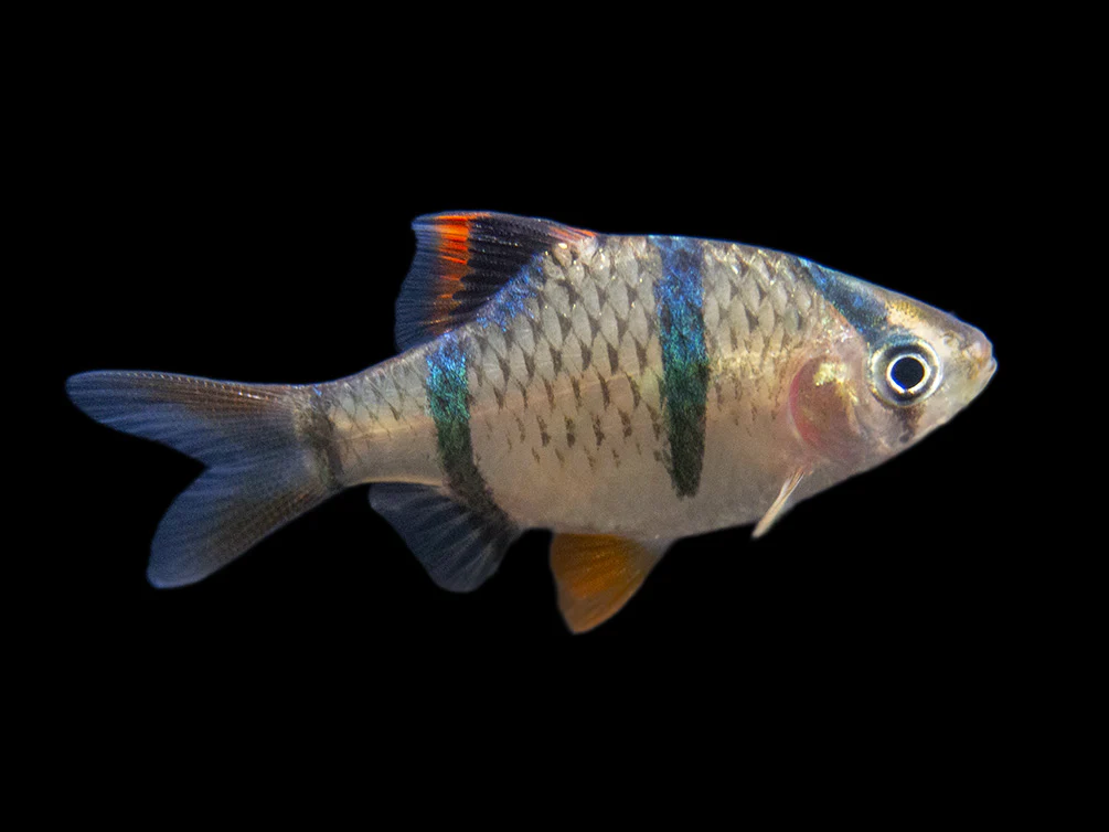 Tiger Barb (Puntigrus tetrazona), Tank-Bred