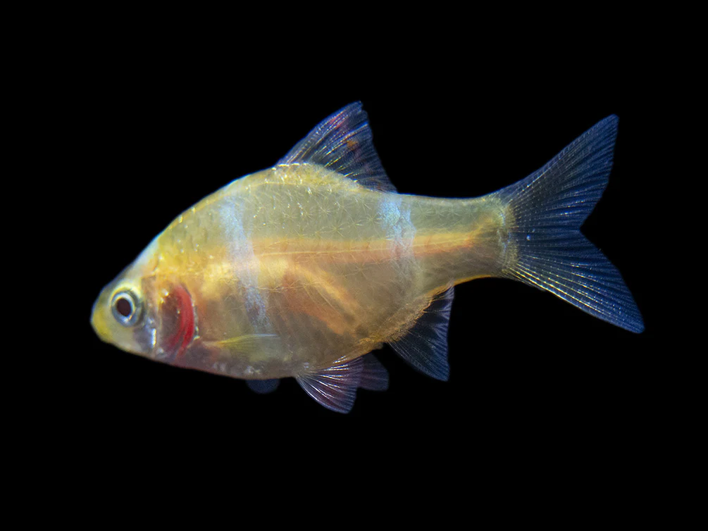 Albino Tiger Barb (Puntigrus tetrazona), Tank-Bred