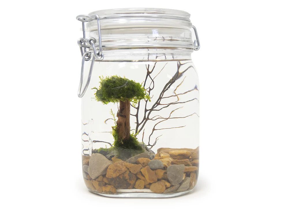 Aquatic Arts Desktop Terrarium
