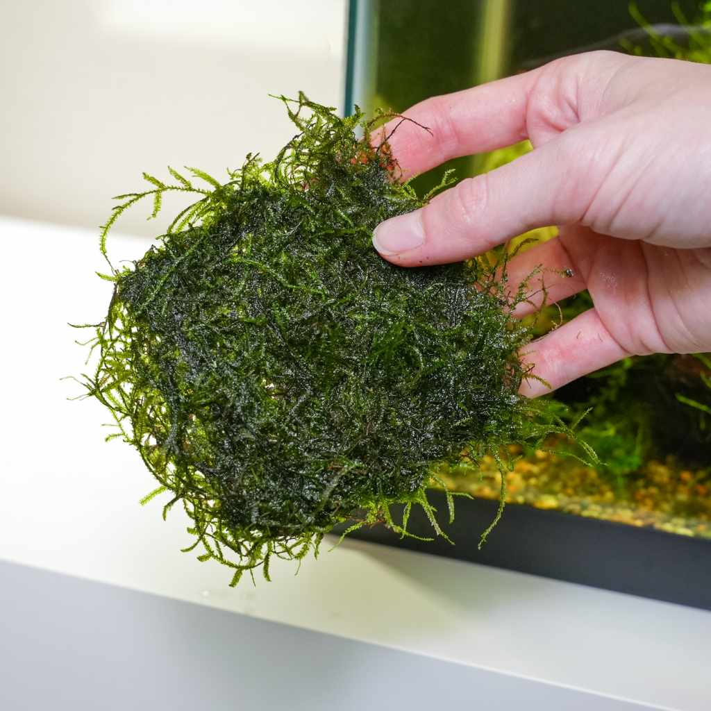 Java Moss Mat