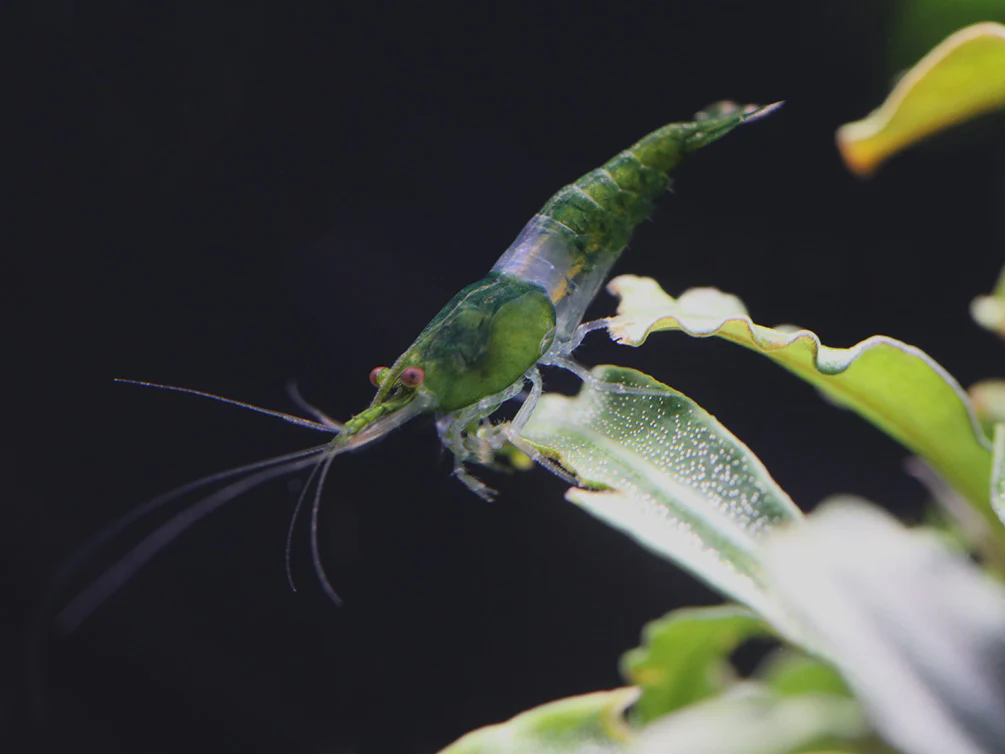 Green Rili Shrimp (Neocaridina davidi) - Tank Bred