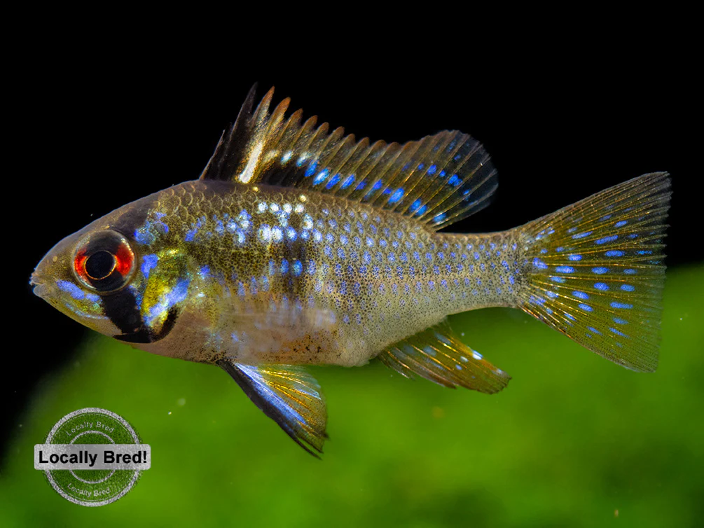 German Blue Ram Dwarf Cichlid (Mikrogeophagus ramirezi) - LOCALLY BRED!!!