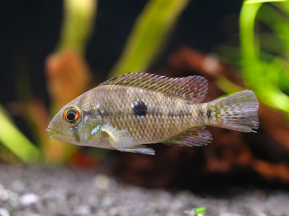 Pearl Cichlid (Geophagus brasiliensis) – Tank Bred