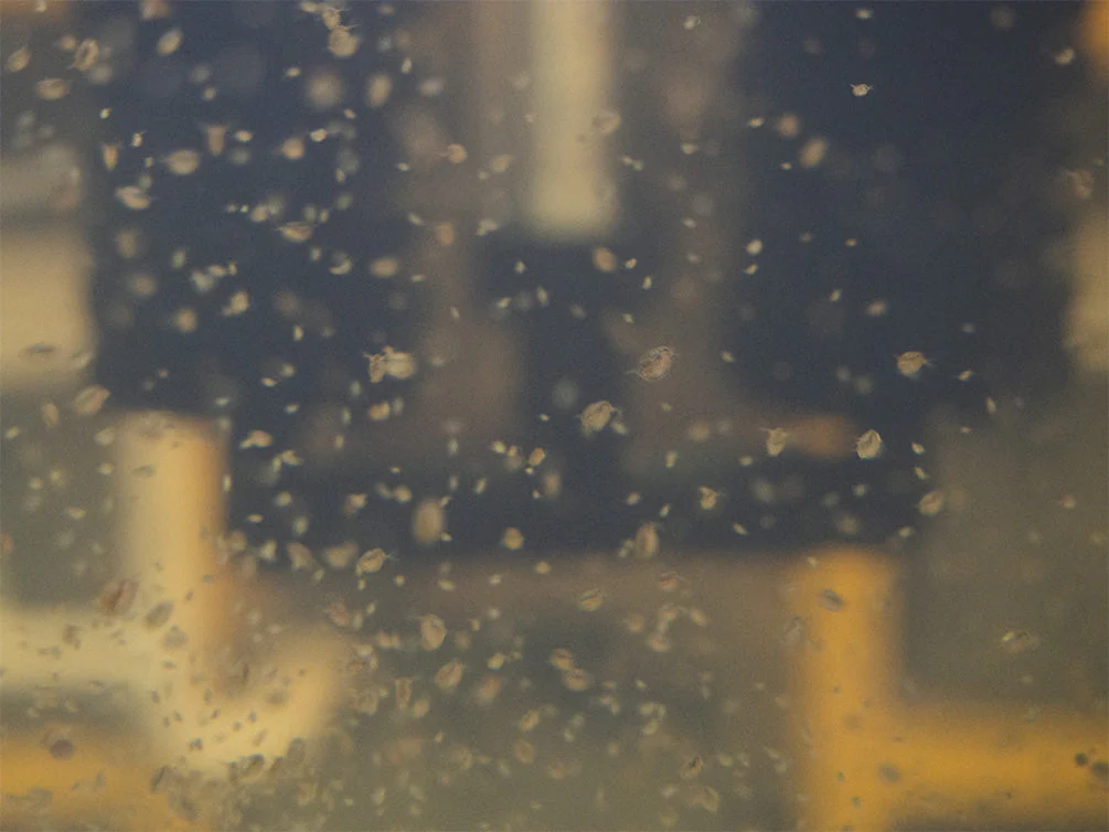 Live Daphnia and Scud Cultures Combo Pack - Aquatic Arts