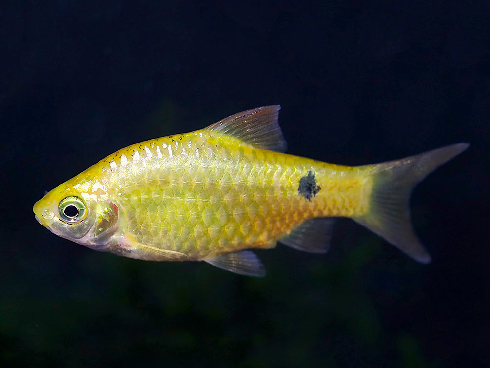 Rosy Barb (Puntius conchonius) – Tank Bred
